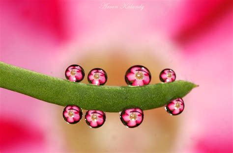 School Of Digital Photography: Macro Tutorial - Water Drops Photography