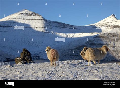 Wildlife in the Faroe Islands Stock Photo - Alamy