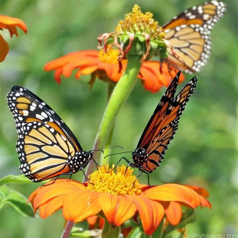 40 Beautiful Plants That Attract Monarch Butterflies to Your Garden! - GardenPathInsider