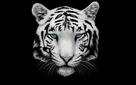 Tiger Backgrounds | Tiger wallpaper, Pet tiger, Tiger images