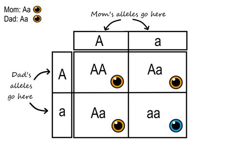 Punnett Square For Heterozygous