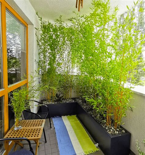 7 Best Types of Bamboo Plants for Privacy - Balcony Boss