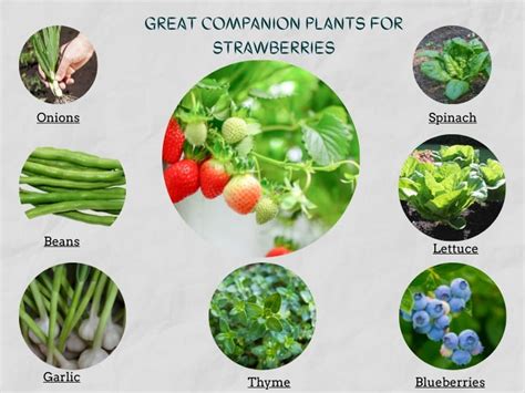 11 Companion Plants for Strawberries | Gardenine