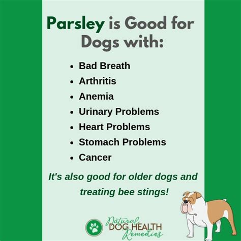 Parsley Benefits for Dogs | Safe Herbs for Dogs