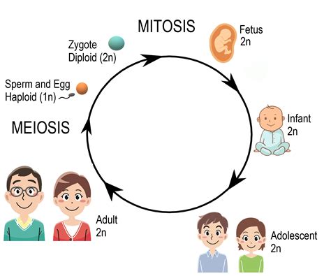 5.12 Sexual Reproduction, Meiosis, and Gametogenesis – Human Biology