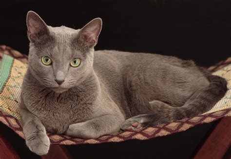 Top 7 des races de chats gris