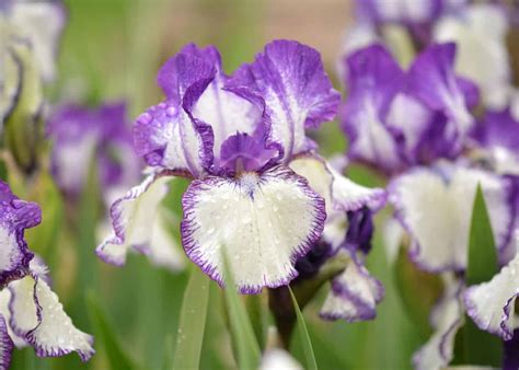 14 bearded iris varieties 🌸 🎨 A spectrum of colors and patterns to adore