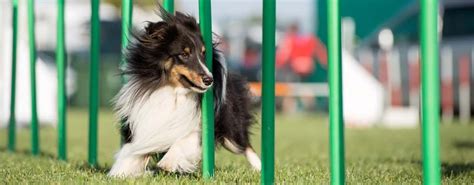 15 Best Dog Agility Equipment Kits in 2020 (For Beginners and Advanced)