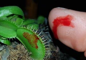 10 Strange Facts About The Venus Flytrap | Hungry Plant