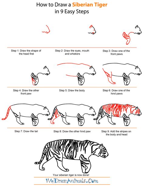 How to Draw a Siberian Tiger