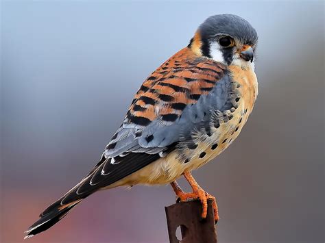 American Kestrel - NestWatch