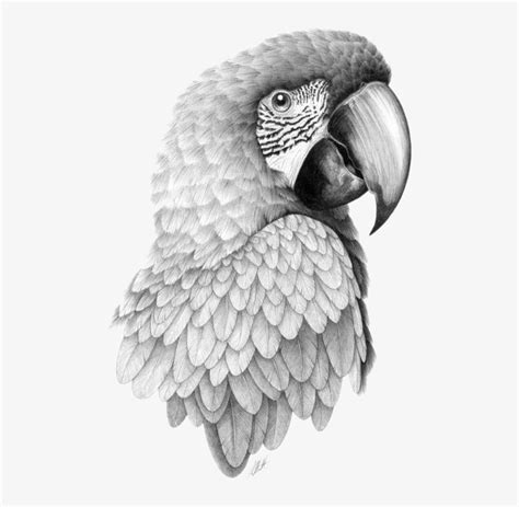 Parrot Bird Pencil Sketch Head Transprent Png - Parrot Drawing Realistic Transparent PNG ...