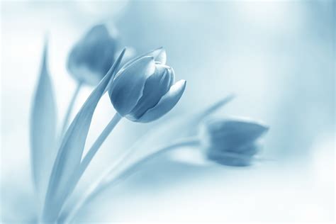 Blue Tulips Wallpapers - Wallpaper Cave