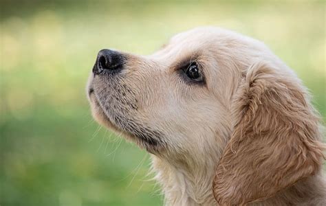 35 Greatest Golden Retriever Mixes You Need to See