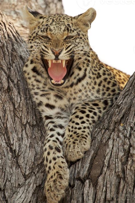 Roaring Leopard 845510 Stock Photo at Vecteezy