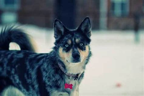 The Blue Heeler Husky Mix (Ausky): Is It Right For You?