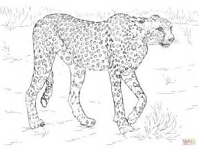 Cheetah coloring page | Free Printable Coloring Pages