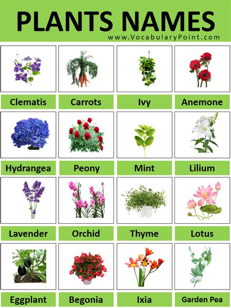 Types Of Plants Pictures And Names - Infoupdate.org