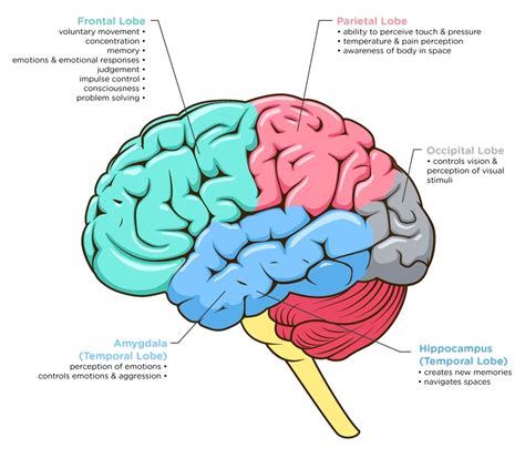 Dementia: What Part of the Brain is Under Attack?