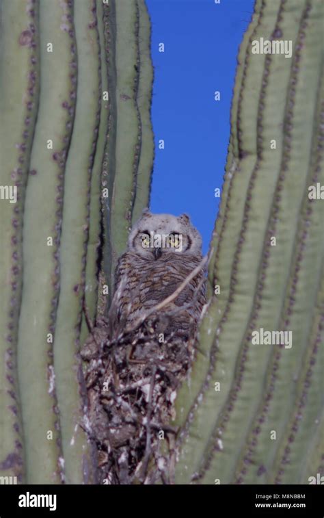 Saguaro cactus make good bird nests hi-res stock photography and images - Alamy