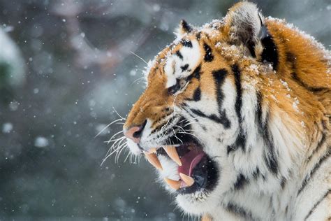 Tiger Roar Teeth Wallpaper,HD Animals Wallpapers,4k Wallpapers,Images,Backgrounds,Photos and ...