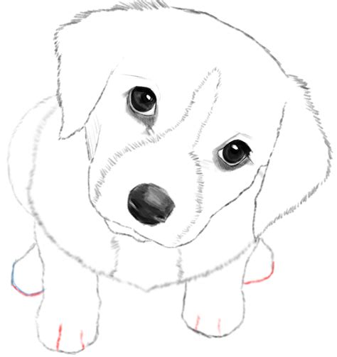 How To Draw A Realistic Dog Easy Drawing Tutorial For Kids – NBKomputer