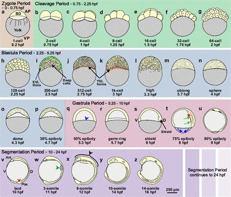 Zebrafish Embryo Stages