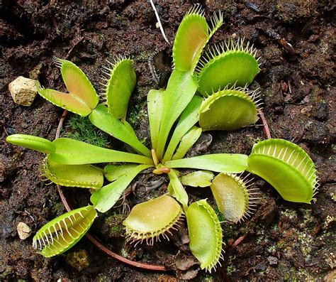 The Fascinating Venus Flytrap: A Carnivorous Plant in Trouble - Dengarden