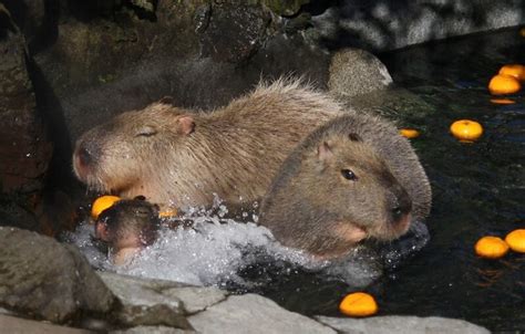 Four Seasons in Japan: capybaras taking yuzu-bath