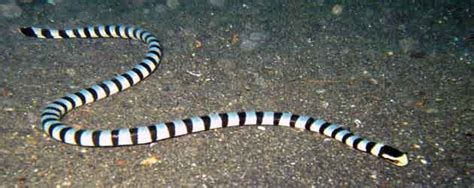 Beautiful and Venomous Belcher's Sea Snake