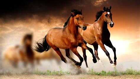 Computer Horse HD Wallpapers - Wallpaper Cave