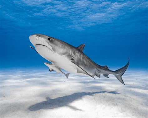 Exploring the Elegance and Mystery of The Blacktip Reef Shark - deepseawonders.net