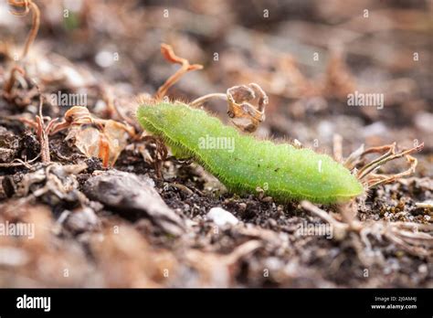 Common Blue Butterfly Caterpillar