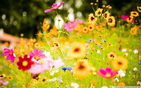 Summer Flowers Wallpapers - Top Free Summer Flowers Backgrounds - WallpaperAccess