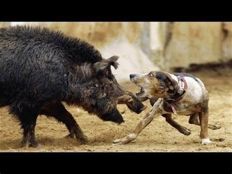 Animal Fights – Wild Boar Attacks Hunting Dogs Documentary