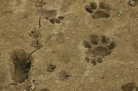 HD Animals: tiger footprint