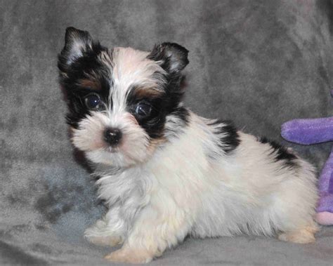 Parti Yorkie Puppies For Sale