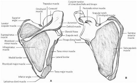 Infraglenoid Tubercle Of Scapula