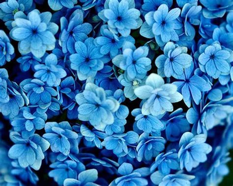 Blue Aesthetic Flower Wallpapers - Top Free Blue Aesthetic Flower Backgrounds - WallpaperAccess