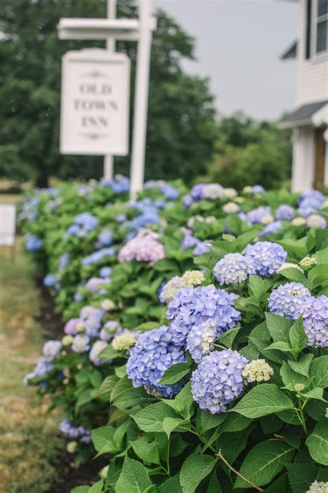 Hydrangea care guide - One CrafDIY Girl