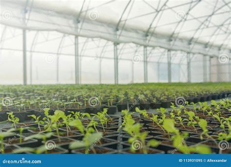 Greenhouse Plant Nursery. Spring Seedlings, Young Plants Growing Stock Image - Image of fresh ...