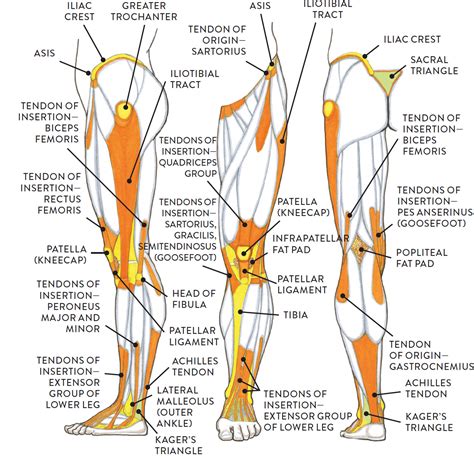 Leg Muscles And Tendons Muscles Tendons And Ligaments In Lower Leg | Images and Photos finder