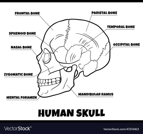 Human Skull Diagram