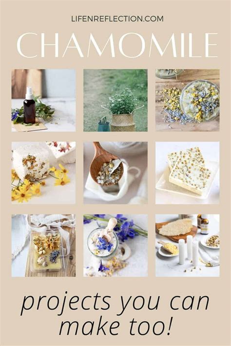 Chamomile Uses: 10 Things to Make with Chamomile