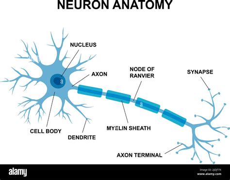 Vector infographic of neuron anatomy. Medical chart human neuron structure illustration ...