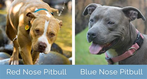 Red vs Blue Nose Pitbull: Pictures & Key Differences | Hepper