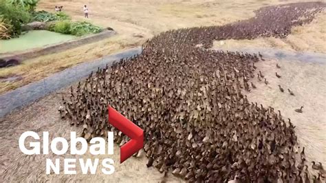 Drone footage follows 10,000 ducks as they "clean" rice paddies in Thailand