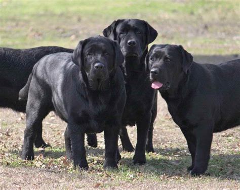 Black English Labrador Puppies | PETSIDI