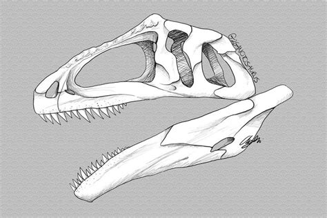 Giganotosaurus Skull