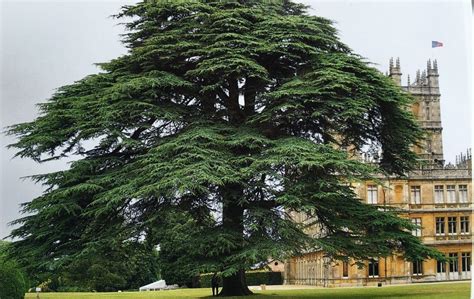 Cedar of Lebanon Tree - Trees of Joy